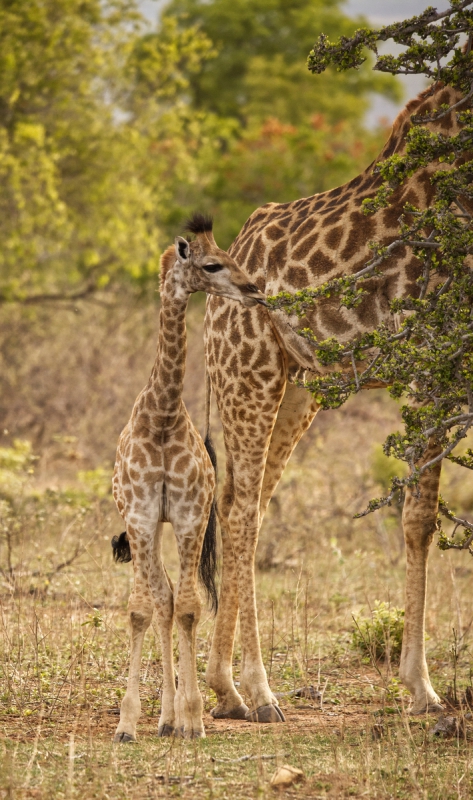 Young Calf